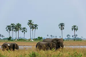 Wide Open Spaces Prints: African Bush Elephant or African Savanna Elephant (Loxodonta africana)