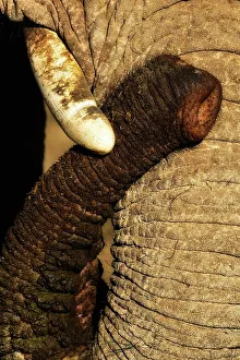 Safari Destination Prints: African bush elephant or African savanna elephant (Loxodonta africana)