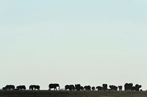 Peaceful Scene Prints: African bush elephant or African savanna elephant (Loxodonta africana)