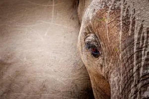 Front Views Prints: African bush elephant or African savanna elephant (Loxodonta africana)