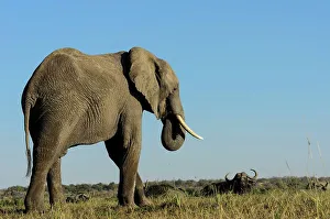 Ivory Prints: African bush elephant or African savanna elephant (Loxodonta africana) African buffalo