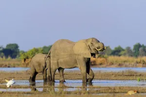 Ivory Prints: African bush elephant or African savanna elephant (Loxodonta africana) drinking