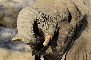 Ivory Prints: African bush elephant or African savanna elephant (Loxodonta africana) drinking