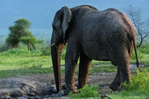 Water Hole Prints: African bush elephant or African savanna elephant (Loxodonta africana) drinking