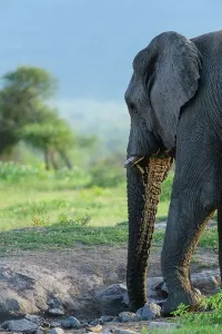Water Hole Prints: African bush elephant or African savanna elephant (Loxodonta africana) drinking