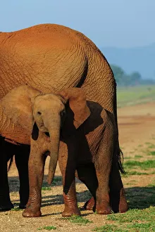 Roger De La Harpe Prints: African bush elephant or African savanna elephant (Loxodonta africana) juvenile