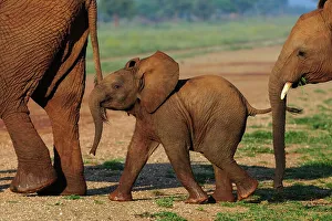 Roger De La Harpe Prints: African bush elephant or African savanna elephant (Loxodonta africana) juvenile
