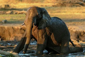 Water Hole Prints: African bush elephant or African savanna elephant (Loxodonta africana) rolling in mud