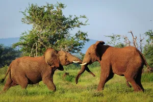 Aggressive Prints: African bush elephant or African savanna elephant (Loxodonta africana) sparring (play fighting)