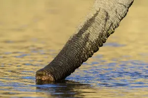 African bush elephant or African savanna elephant (Loxodonta africana) trunk while drinking