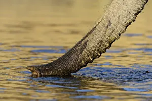 African bush elephant or African savanna elephant (Loxodonta africana) trunk while drinking