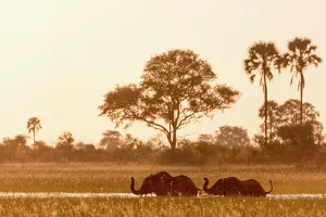 Wildanimal Prints: African bush elephant (Loxodonta africana) crossing a channel