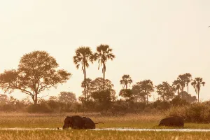 Wildanimal Prints: African bush elephant (Loxodonta africana) crossing a channel