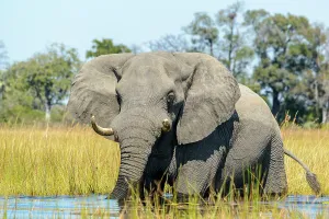 Wildanimal Prints: African Bush Elephant (loxodonta africana) crossing a water body
