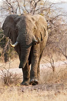 Injured Prints: African Bush Elephant (Loxodonta africana) with a dammaged trunk
