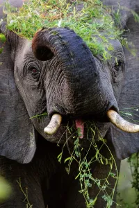 Lion Book Prints: African bush elephant (Loxodonta africana) feeding