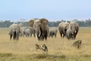 Primate Prints: African bush elephant (Loxodonta africana) herd and Olive baboon or Anubis baboon (Papio anubis)