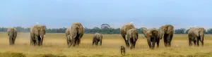 Nationalpark Prints: African bush elephant (Loxodonta africana) herd and Olive baboon or Anubis baboon (Papio anubis)