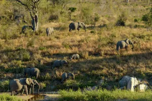 Peaceful Scene Prints: African bush elephant (Loxodonta africana) in Muhlambamadvube River bed