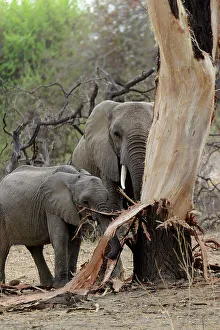 Africanelephant Prints: African bush elephant (Loxodonta africana) stripping bark from a tree (elephant dammage)