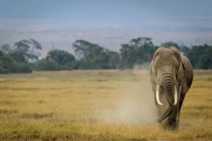 Nationalpark Prints: African bush elephant (Loxodonta africana) throwing dust over himself