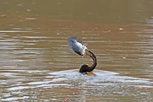 Prey Prints: African Darter (Anhinga rufa) adult