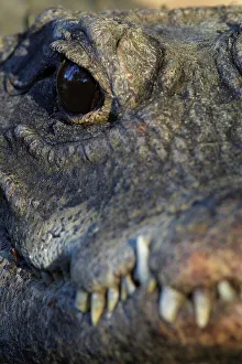 Crocodile Prints: African Dwarf Crocodile. Greater St Lucia Wetland Park