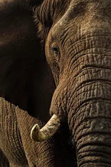 Botswana Prints: African elephant bull (Loxodonta africana)