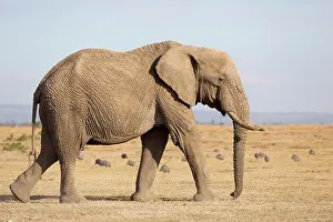 Endangered Prints: African Elephant (Loxodonta africana) adult