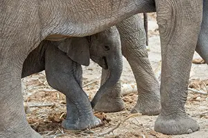 2019 Prints: An African elephant (Loxodonta Africana) baby (about 4 months old)