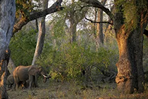 Notugre Prints: African Elephant (Loxodonta africana) cow and calf in riverine bush