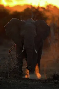 Drought Prints: African Elephant (Loxodonta africana) digging in the sand