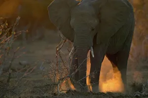 Drought Prints: African Elephant (Loxodonta africana) digging in the sand