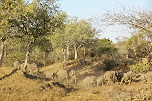 Nothern Tuli Game Reserve Prints: African Elephant (Loxodonta africana) herd crossing dry river bed