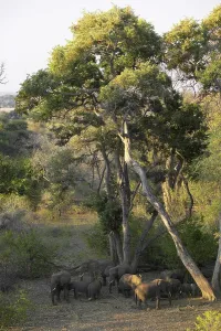 Nothern Tuli Game Reserve Prints: African Elephant (Loxodonta africana) herd in riverine bush