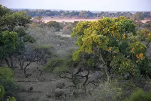 Nothern Tuli Game Reserve Prints: African Elephant (Loxodonta africana) herd in riverine bush
