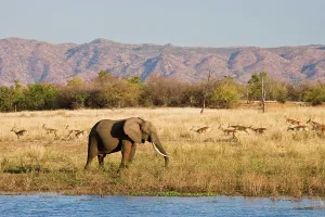 Impala Prints: African Elephant Loxodonta Africana} and Impala Aepyceros malampus}