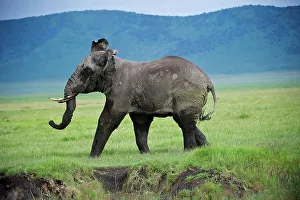 Ngorongoro Crater Prints: African elephant (Loxodonta africana) in musth in mock charge