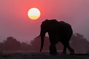 Animal Prints: African elephant (Loxodonta africana) at sunset, Chobe National Park, Botswana, Africa