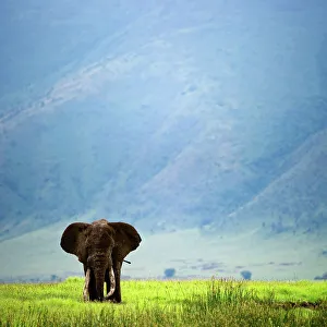 Ngorongoro Crater Prints: African elephant (Loxodonta africana) walking in the field