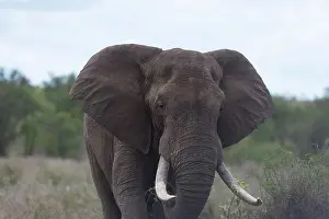 Huge Prints: African elephant in the wilderness