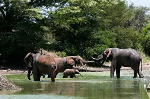 Adult Animal Prints: African elephants (Loxodonta africana) in a river, Lualenyi Game Reserve, Kenya