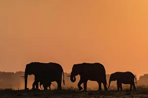 Three Animals Prints: African elephants (Loxodonta africana) at sunset, Chobe National Park, Botswana, Africa