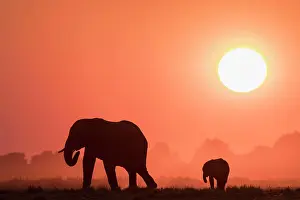 Animal Prints: African elephants (Loxodonta africana) at sunset, Chobe National Park, Botswana, Africa