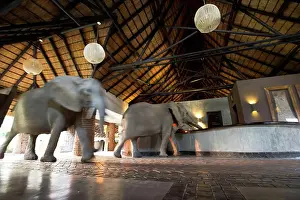 Herbivorous Prints: African elephants (Loxodonta africana) walking through reception at Mfuwe Lodge