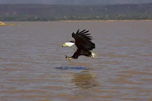 Full Length Prints: African Fish Eagle, Haliaeetus Vocifer, Adult In Flight, Fishing, Baringo Lake In Kenya