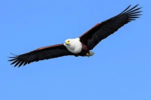 African Fish Eagle (Haliaeetus vocifer) catching a fish
