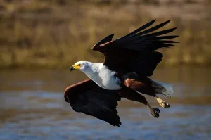 In Flight Prints: African Fish Eagle (Haliaeetus vocifer) catching a fish