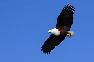 In Flight Prints: African Fish Eagle (Haliaeetus vocifer) catching a fish