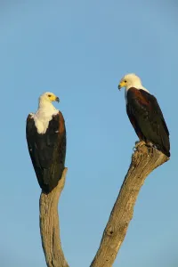 Wild Bird Prints: African Fish Eagle (Haliaeetus vocifer) male (R) and female